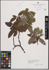 Foto von Salix crataegifolia Bertol.